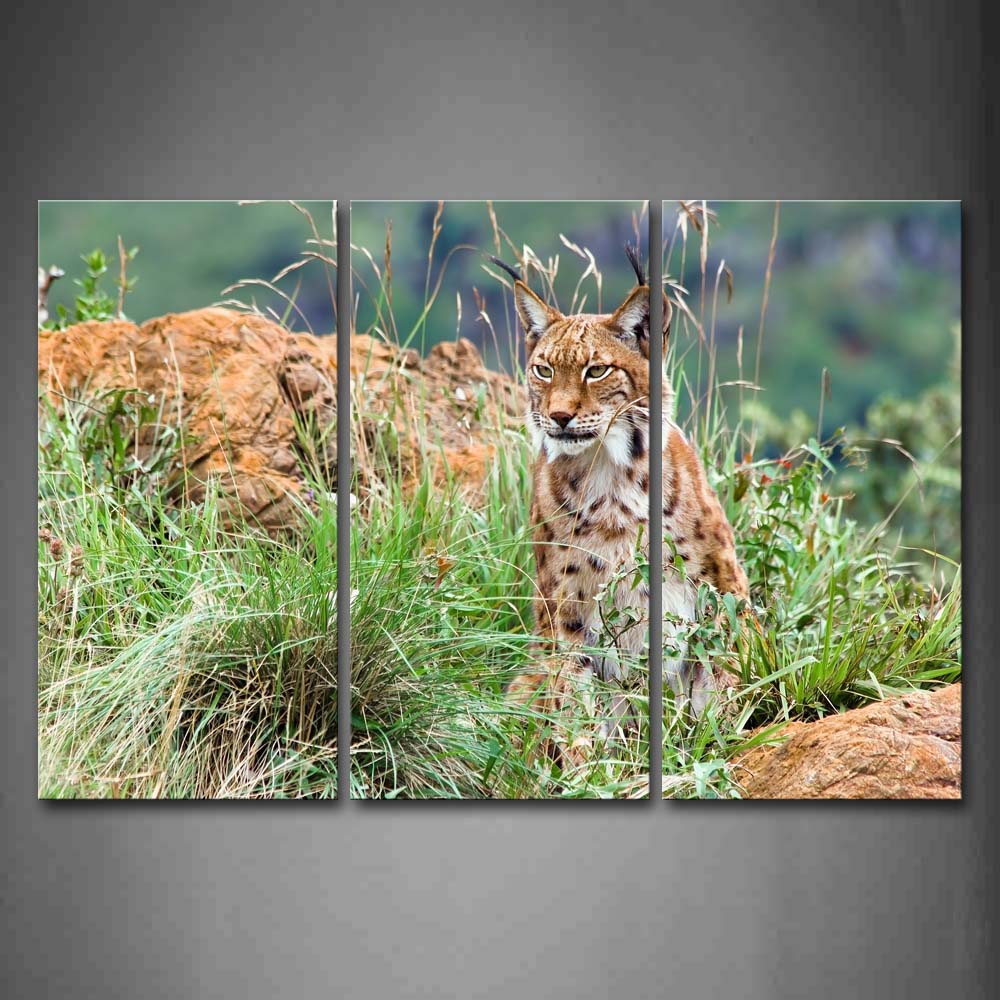 Lynx Stand On Grass Stone Wall Art Painting The Picture Print On Canvas Animal Pictures For Home Decor Decoration Gift 