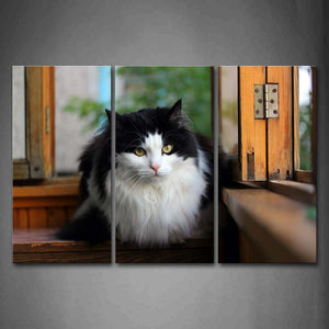 White And Black Cat Sitat Sill Wall Art Painting Pictures Print On Canvas Animal The Picture For Home Modern Decoration 