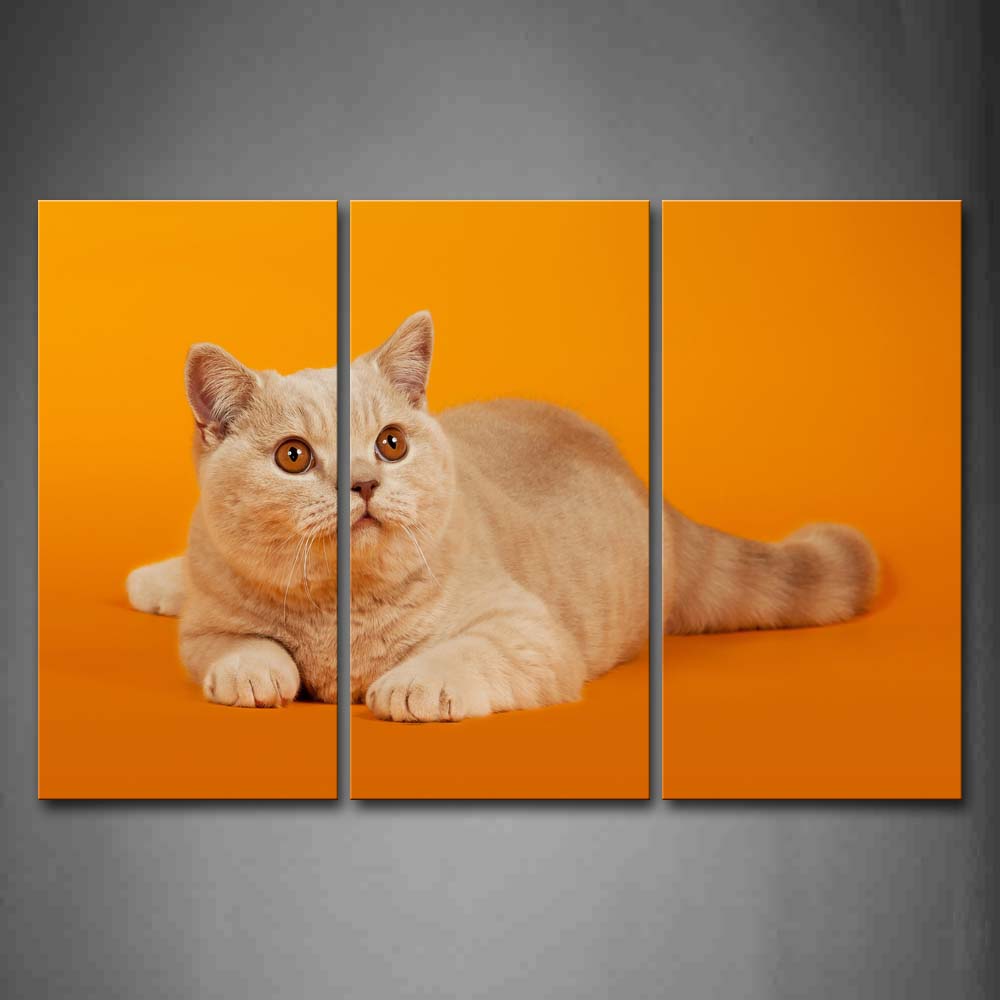 Yellow Orange Cat In Orange Background Wall Art Painting Pictures Print On Canvas Animal The Picture For Home Modern Decoration 