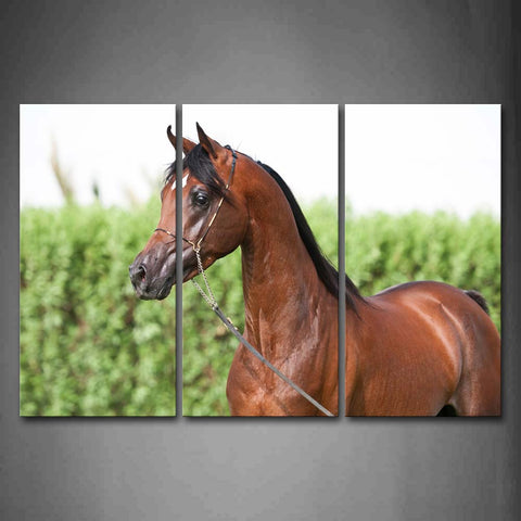 Brown Horse  Plant Wall Art Painting The Picture Print On Canvas Animal Pictures For Home Decor Decoration Gift 