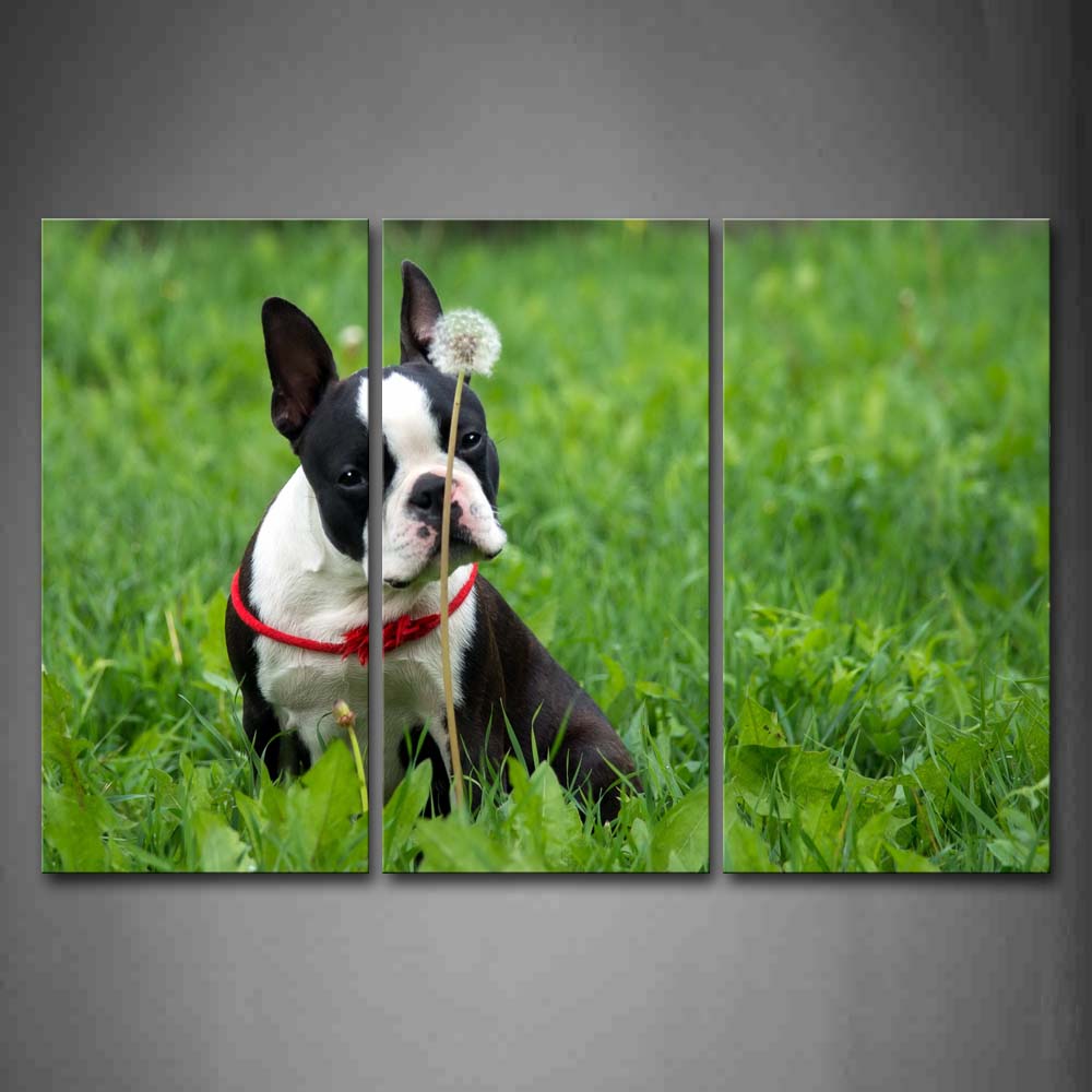 Boston Terrier Sit Grassland Near A Flower Wall Art Painting Pictures Print On Canvas Animal The Picture For Home Modern Decoration 