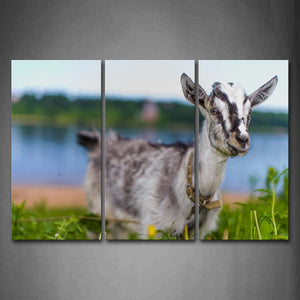 Goat Stand In Grass Near A Lake Wall Art Painting Pictures Print On Canvas Animal The Picture For Home Modern Decoration 