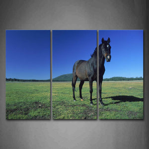 Blue Black Horse Stand On Lawn Hill Wall Art Painting Pictures Print On Canvas Animal The Picture For Home Modern Decoration 