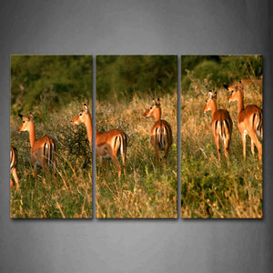 Antelope Crowd Walking Inn Grass Sunlight Wall Art Painting The Picture Print On Canvas Animal Pictures For Home Decor Decoration Gift 