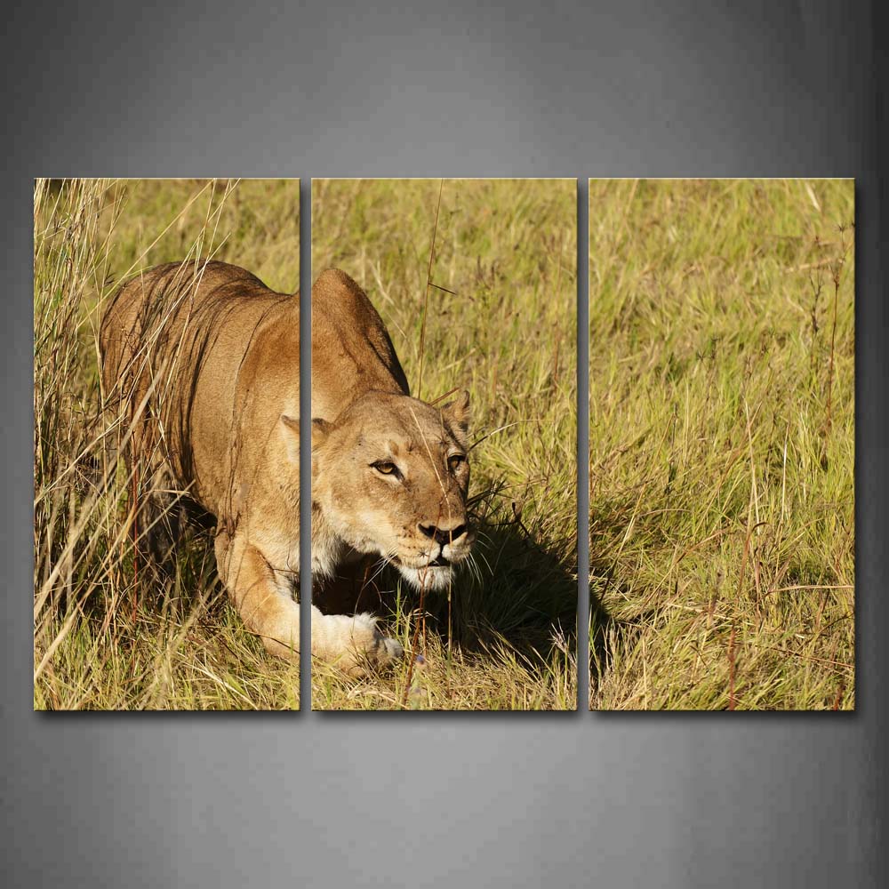 Lion Crawl On Grassland Wall Art Painting The Picture Print On Canvas Animal Pictures For Home Decor Decoration Gift 