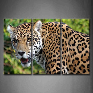 Jaguar Staring Open Mouth Wall Art Painting Pictures Print On Canvas Animal The Picture For Home Modern Decoration 