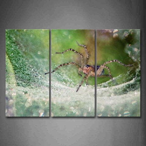 Spider And Spider Web Drop Of Water Wall Art Painting Pictures Print On Canvas Animal The Picture For Home Modern Decoration 