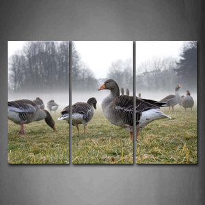 Group Of Goose Stand On Lawn Tree Wall Art Painting The Picture Print On Canvas Animal Pictures For Home Decor Decoration Gift 