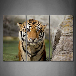 Tiger Sit Near A Rock Wall Art Painting The Picture Print On Canvas Animal Pictures For Home Decor Decoration Gift 