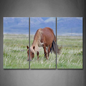 Brown Horse Eating Grass On Grassland Wall Art Painting Pictures Print On Canvas Animal The Picture For Home Modern Decoration 