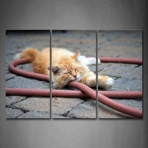 Yellow And White Cat Sleep On Water Pipe Wall Art Painting Pictures Print On Canvas Animal The Picture For Home Modern Decoration 