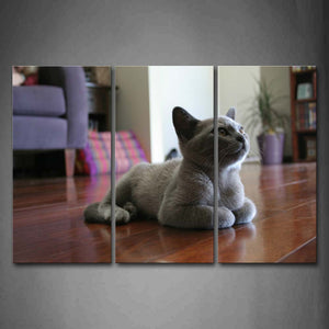 Gray Cat Sit On Land Inside Room Wall Art Painting Pictures Print On Canvas Animal The Picture For Home Modern Decoration 