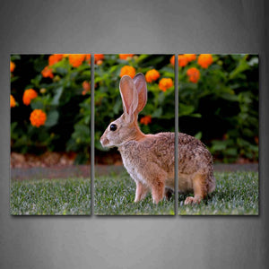 Brown Rabbit Stand On Grassland Orange Flower Wall Art Painting The Picture Print On Canvas Animal Pictures For Home Decor Decoration Gift 