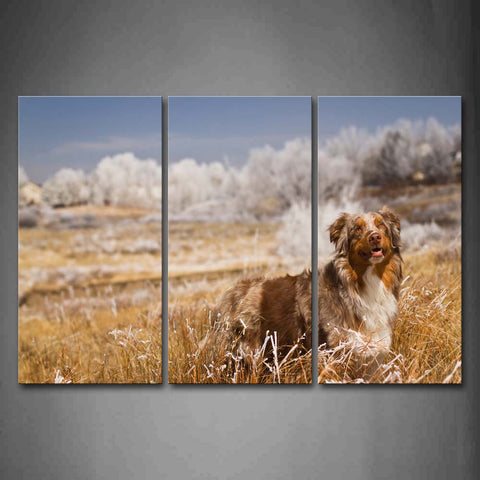 Border Collie Stand On Yellow Grass White Tree Wall Art Painting The Picture Print On Canvas Animal Pictures For Home Decor Decoration Gift 