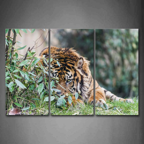 Tiger Bend Over Lawn Small Tree Keep Off Body Wall Art Painting Pictures Print On Canvas Animal The Picture For Home Modern Decoration 