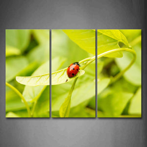 Ladybug Crawl On Green Leaf Wall Art Painting Pictures Print On Canvas Animal The Picture For Home Modern Decoration 