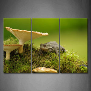 Toad Stop Under Mushroom Moss Wall Art Painting The Picture Print On Canvas Animal Pictures For Home Decor Decoration Gift 