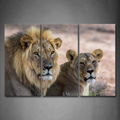 Two Lions Staring  Wall Art Painting Pictures Print On Canvas Animal The Picture For Home Modern Decoration 