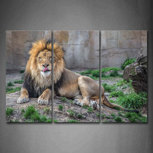 Lion Lying Down Ground With Grass Wall Art Painting The Picture Print On Canvas Animal Pictures For Home Decor Decoration Gift 