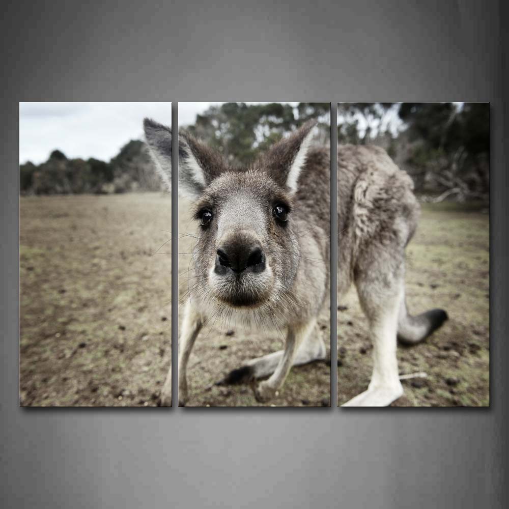 Kangaroo Staring Mud Land Wall Art Painting The Picture Print On Canvas Animal Pictures For Home Decor Decoration Gift 