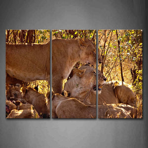 Group Of Lions Rest Under Tree Wall Art Painting The Picture Print On Canvas Animal Pictures For Home Decor Decoration Gift 