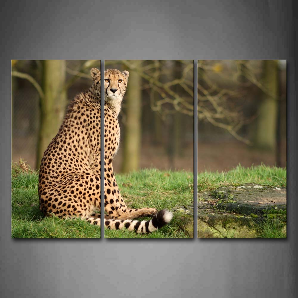 Cheetah Sit On Grass Tree Wall Art Painting Pictures Print On Canvas Animal The Picture For Home Modern Decoration 