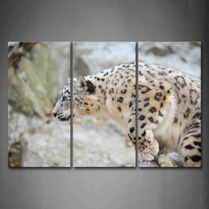 Snow Leopard Stand On Wood  Wall Art Painting Pictures Print On Canvas Animal The Picture For Home Modern Decoration 