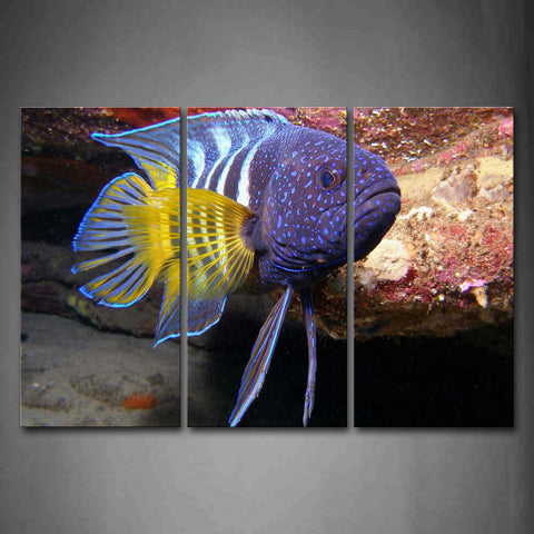 Colorful Fish Swiming In Sea Rock Wall Art Painting Pictures Print On Canvas Animal The Picture For Home Modern Decoration 