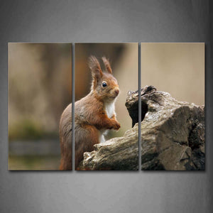 Squirrel Staring Dead Wood Wall Art Painting Pictures Print On Canvas Animal The Picture For Home Modern Decoration 