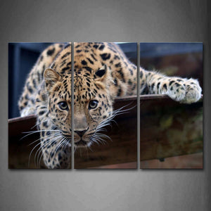 Jaguar Bend Over To Staring  Wall Art Painting Pictures Print On Canvas Animal The Picture For Home Modern Decoration 