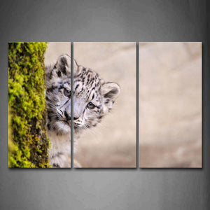 Snow Leopard Peep In Stone With Moss Wall Art Painting Pictures Print On Canvas Animal The Picture For Home Modern Decoration 