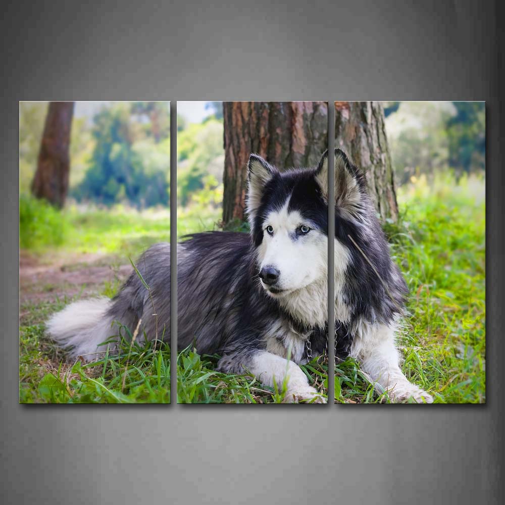 A Black And White Husky Sit Ander Tree Grass Wall Art Painting Pictures Print On Canvas Animal The Picture For Home Modern Decoration 