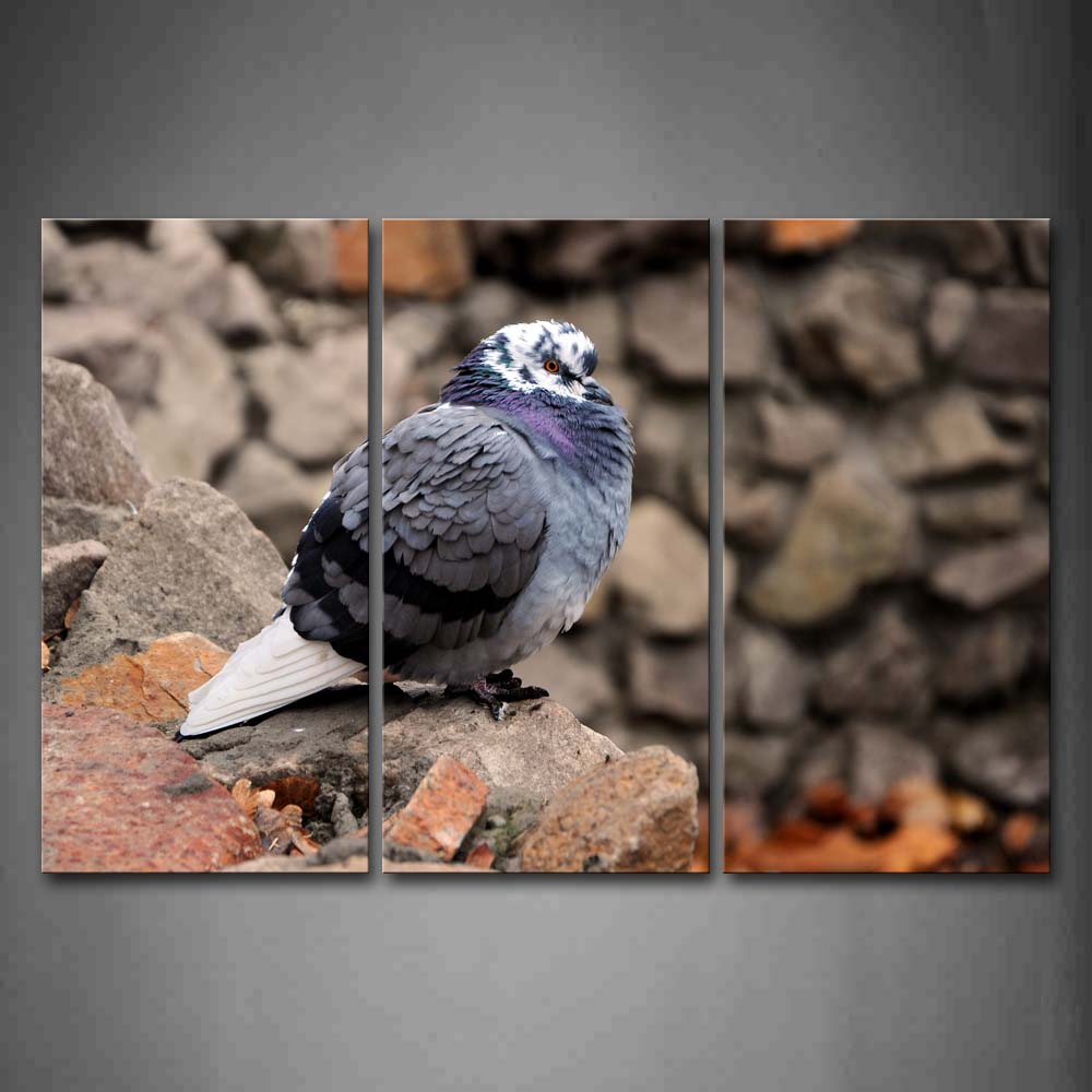  Pigeon Standing On The Stone Wall Art Painting Pictures Print On Canvas Animal The Picture For Home Modern Decoration 