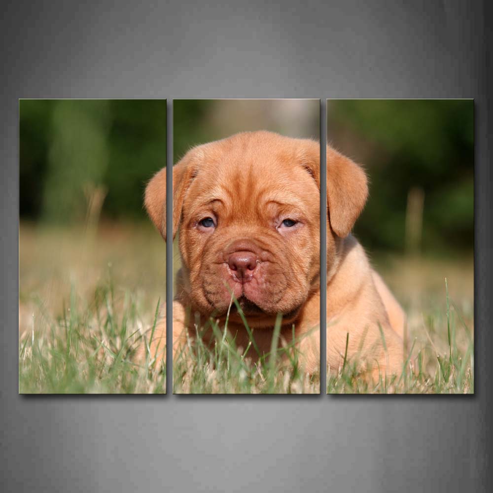 Yellow Puppy Sit In Grass Wall Art Painting Pictures Print On Canvas Animal The Picture For Home Modern Decoration 