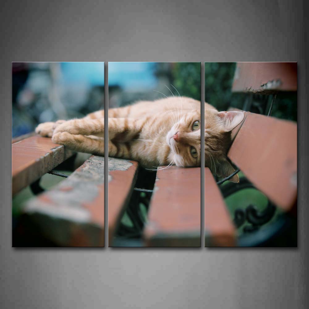 Yellow Cat Lie On Wood Chair Wall Art Painting The Picture Print On Canvas Animal Pictures For Home Decor Decoration Gift 