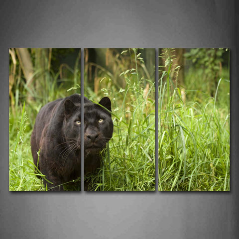 Black Panther Stop On Grass Wall Art Painting Pictures Print On Canvas Animal The Picture For Home Modern Decoration 