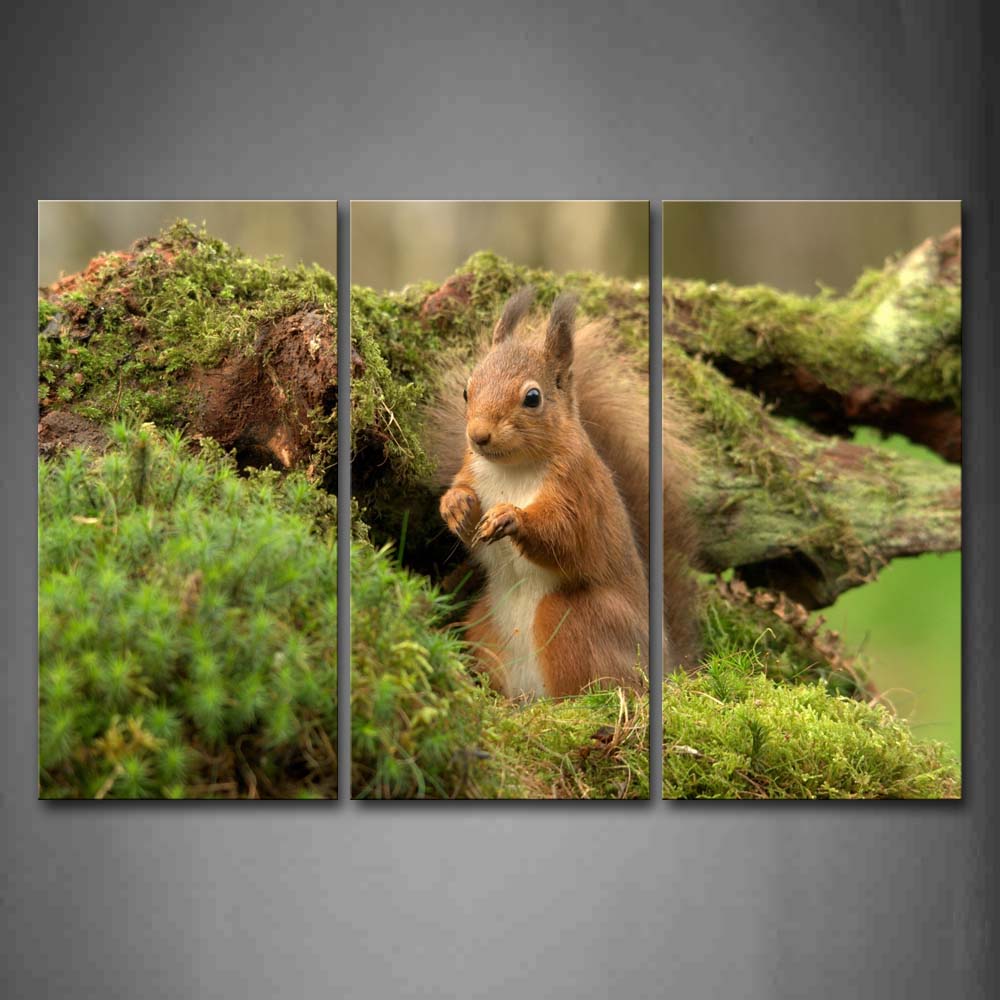 Squirrel In Grass Staring Wall Art Painting Pictures Print On Canvas Animal The Picture For Home Modern Decoration 