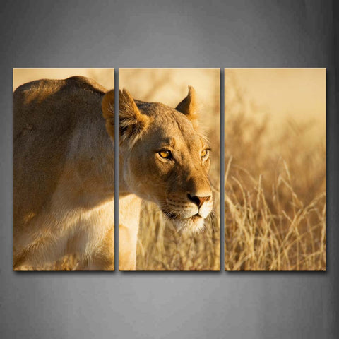 Lion Stare At Front Yellow Grass Wall Art Painting Pictures Print On Canvas Animal The Picture For Home Modern Decoration 