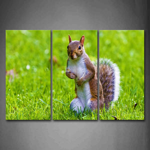 Squirrel Stand On Green Lawn Wall Art Painting Pictures Print On Canvas Animal The Picture For Home Modern Decoration 