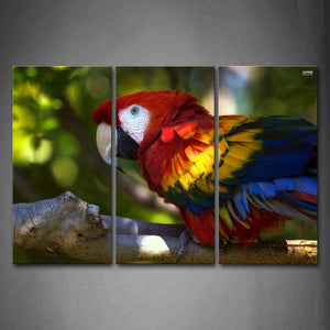 Colorful Macaw Stop On Branch Wall Art Painting Pictures Print On Canvas Animal The Picture For Home Modern Decoration 