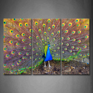 Beautiful Peacock And Open Wing Wall Art Painting Pictures Print On Canvas Animal The Picture For Home Modern Decoration 