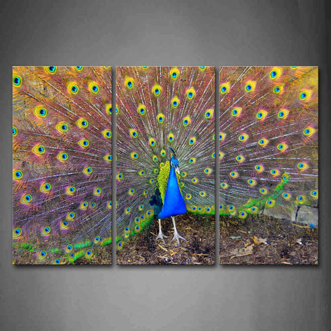 Beautiful Peacock And Open Wing Wall Art Painting Pictures Print On Canvas Animal The Picture For Home Modern Decoration 