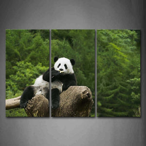 Panda Sitting Dead Wood Eating Wall Art Painting Pictures Print On Canvas Animal The Picture For Home Modern Decoration 