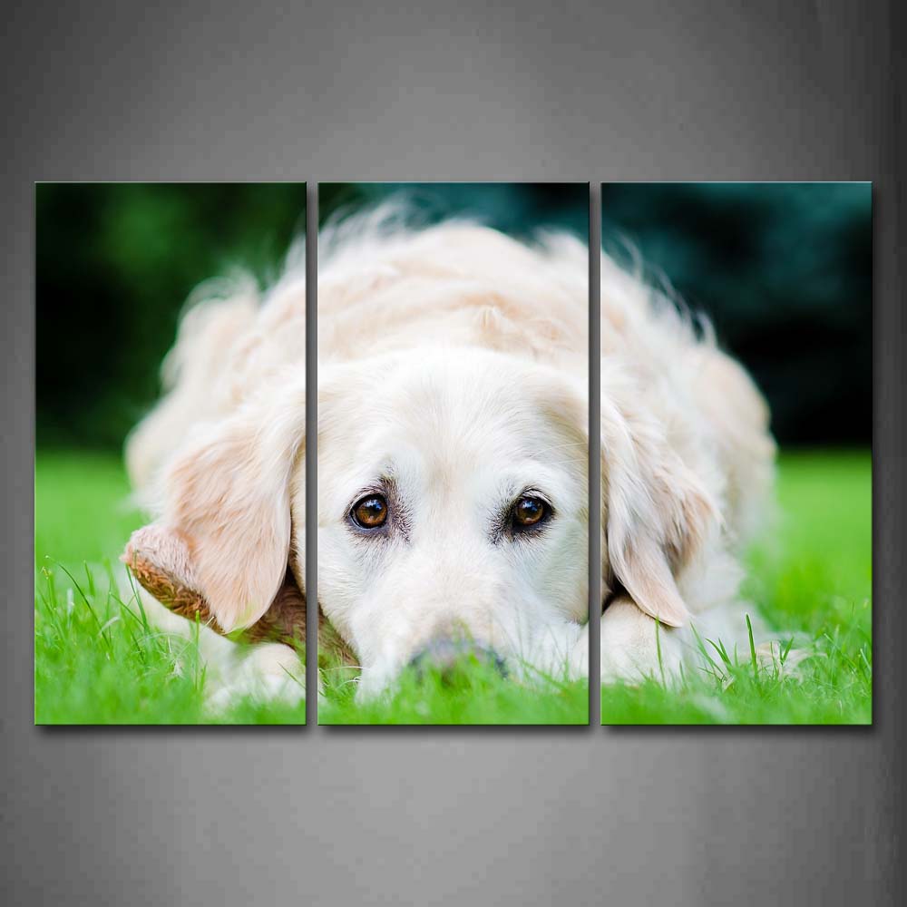 White Dog Lying On Front Grass Wall Art Painting The Picture Print On Canvas Animal Pictures For Home Decor Decoration Gift 