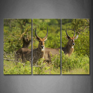 Two Antelope Stand In Bush Wall Art Painting Pictures Print On Canvas Animal The Picture For Home Modern Decoration 