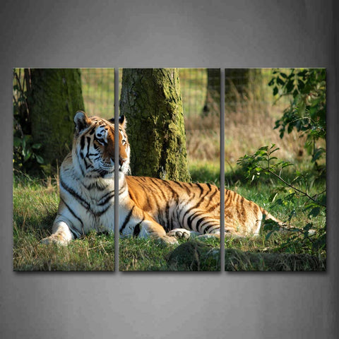 Tiger Lieon Grass Under A Tree Wall Art Painting Pictures Print On Canvas Animal The Picture For Home Modern Decoration 