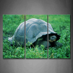 Turtle Crawl In Grass Wall Art Painting The Picture Print On Canvas Animal Pictures For Home Decor Decoration Gift 