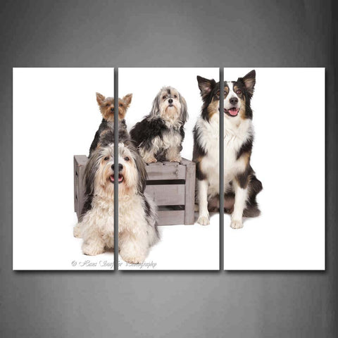 Different Dogs Sit In White Background Box Wall Art Painting The Picture Print On Canvas Animal Pictures For Home Decor Decoration Gift 