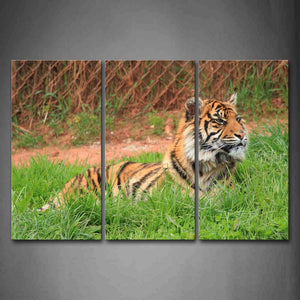 Tiger Bend Over Green Grass  Wall Art Painting The Picture Print On Canvas Animal Pictures For Home Decor Decoration Gift 