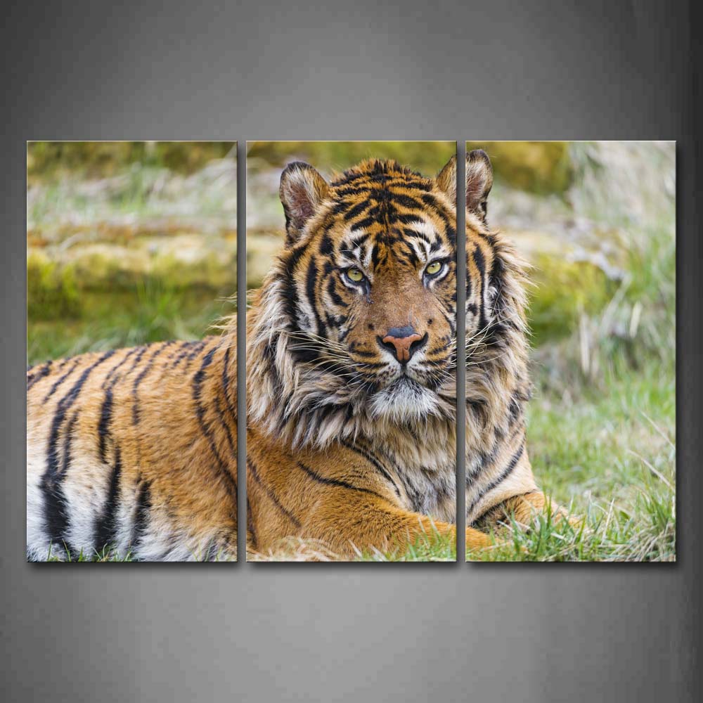 Tiger Bend Over Grass Stare Wall Art Painting Pictures Print On Canvas Animal The Picture For Home Modern Decoration 